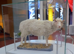 Dolly, das geklonte Schaf.