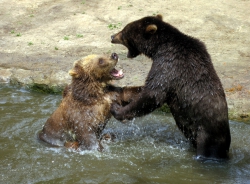 Zwei Bären beim Spielen.