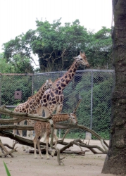 Auch die Giraffen durfte man füttern.