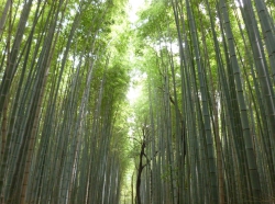 Der Bambuswald in Arashiyama.
