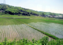 Ein Reisfeld auf der Zugfahrt nach Nara.