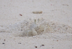 Eine Albino-Krabbe.