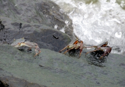Krabben im Dreiergespann.