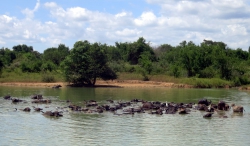 Die Büffel kühlen sich im See ab.