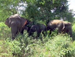 Eine Elefantenfamilie beschützt das Kleine in der Mitte.