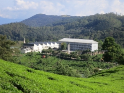 Die Teefabrik Pedro Estate.