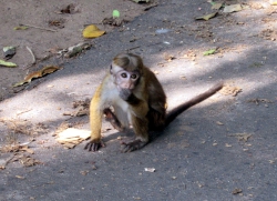 Ein kleiner Affe im Park.