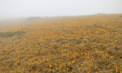 Krokusse im Nebel.