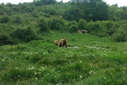 Suchbild: Wo ist der dritte Bär?