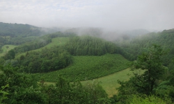 Morgennebel im Wald.