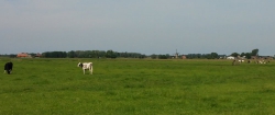 Endlose Wiesen.