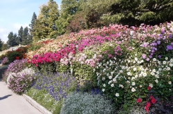 Dahlienschau auf der Mainau