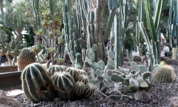 Kakteen im Palmenhaus