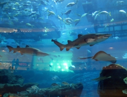 Aquarium in der Dubai Mall