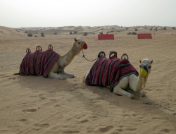 Kamele zum Reiten