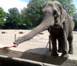 Die Elefanten fressen einem aus der Hand.