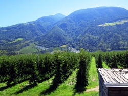 Apfelplantagen im Vinschgau.