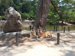 Überall liegen Rehe herum.