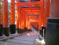 Tausende von zinnoberroten Torii.