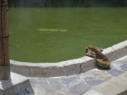 „Badende“ Affen – zumindest einer nahe am Wasser.