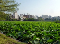 Der Shinobazu Pond in Ueno.