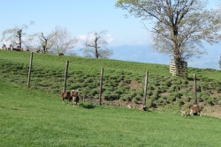 Alpenwildpark auf dem Pfänder