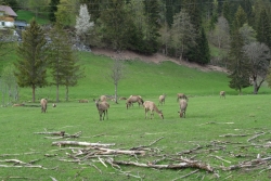 Rehe in Werfenweng