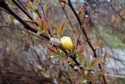 Eine Schnecke in der Hecke