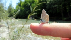 Besuch von einem Schmetterling.