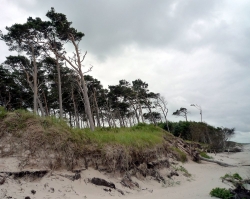 Vegetation an der Ostsee.