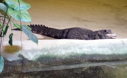 Kaiman im Reptilienzoo