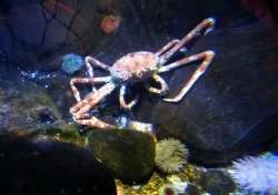 Sea Life: Japanische Riesenkrabbe