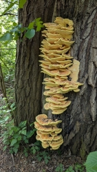 Baumpilze auf dem Iller-Radweg