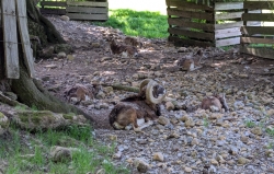 Mufflons auf dem Pfänder …