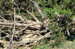 … und Murmeltiere