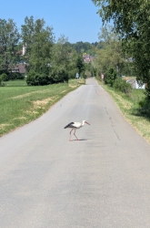 Ein Storch war das Spannendste auf dem Rückweg 