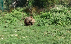 Ein Bär mit viel Auslauf