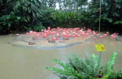 Zahlreiche Flamingos.