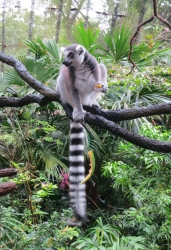 Ein Lemur beim Essen.