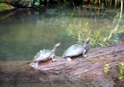 Die Schildkröten wollen auch alles sehen.