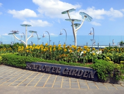 Der Sonnenblumengarten am Flughafen.