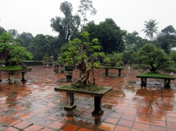 Überall in Vietnam findet man Bonsai-Bäume.