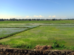 Fahrt durch die Reisfelder …