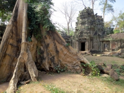 Bäume und Tempel in Ta Phrom.