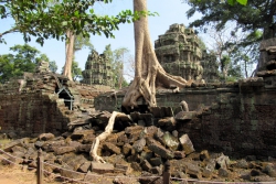 Die Natur holt sich die Tempel zurück.