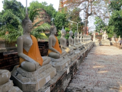 Viele Buddhas in Wat Yai Chai Mongkon.