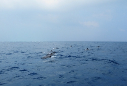 Delfine begleiteten unser Boot.