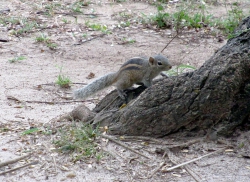 Ein neugieriges Streifenhörnchen.