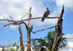 Taube, Eisvogel und Echse sitzen fröhlich beisammen.