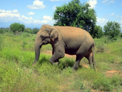 Der erste Elefant sagt Hallo.